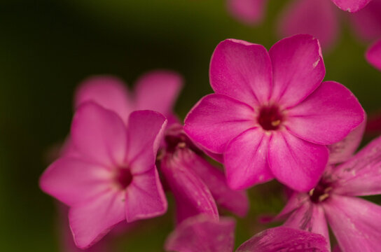 Close-up detail of vibrant pink garden phlox flowers with soft-focus blossoms creating a colorful floral background.