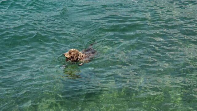 Lagotto Romagnolo dog swimming with a ball in clear turquoise sea water on a sunny summer day. Active pet enjoying outdoor play and exercise