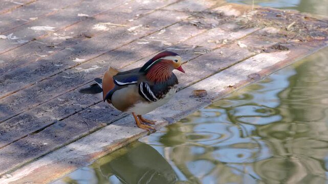 A mandarin duck stands on a wooden boardwalk by the water, drinking and looking around in the shade no people are present.