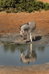 Zebra close to the water, spotted in Addo Elephant National Park in South Africa.  © Veronika Stuksrud