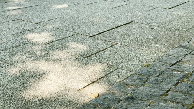 Soft tree shadows dance across stone tiles and cobblestones in a bright park. Dappled sunlight creates a peaceful, nostalgic mood of quiet calm.