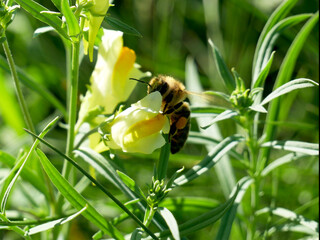 A bee collects nectar from a yellow flower surrounded by green plants. © Robert
