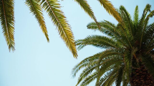 Green palm tree crowns and long tropical leaves frame a clear blue summer sky. Natural foliage creates a sunny Mediterranean background with copy space