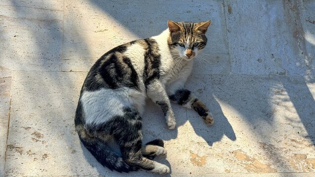 A curious mixed breed cat sits attentively on sunlit concrete steps outdoors, showing natural alertness and playful energy for pet owners
