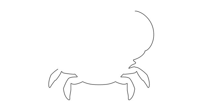 Crab line drawing animation appears on white background for marine wildlife video concept.