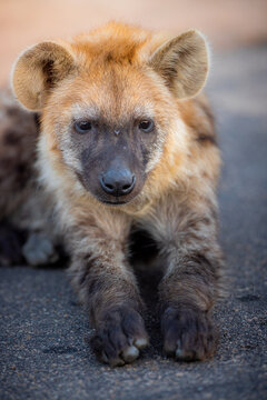 View of a spotted hyena resting on an asphalt road in Kruger National Park, South Africa.
