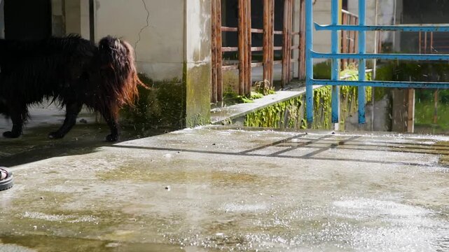Person stands with dog in deteriorating indoor area covered with moss, algae, puddles, with blue metal gate visible amid decay, neglect, urban exploration atmosphere.