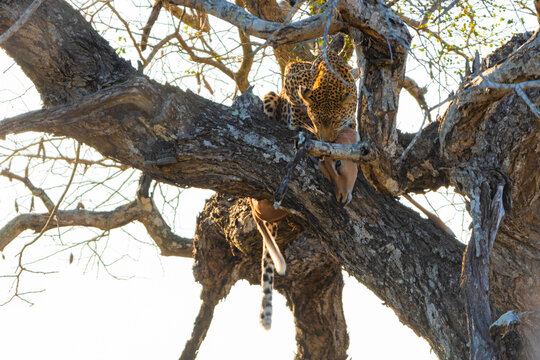 View of a leopard resting in a tree with its impala prey, surrounded by branches in the wild savanna, Kruger National Park, South Africa.