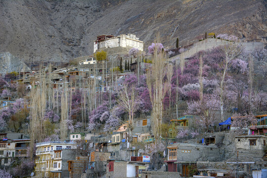 View of the historic Baltit Fort perched on a hillside surrounded by blooming apricot trees and traditional stone houses in Hunza Nagar, Gilgit-Baltistan, Pakistan.