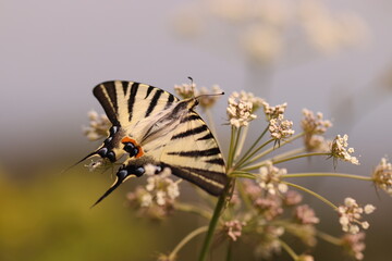 una farfalla podalirio in estate su un fiore © Simona