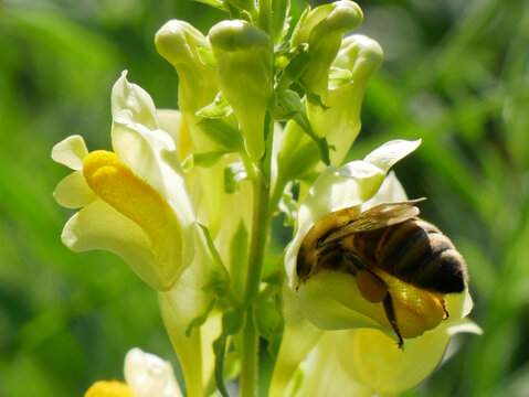 A bee is collecting nectar and pollen from a yellow flower with green stems and blurred green foliage in the background.
