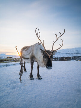 View of a reindeer standing in the snow during golden hour with mountains in the background in Tromso, Troms, Norway.