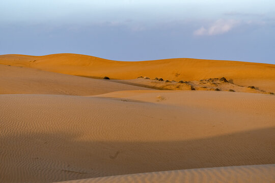 View of the golden sand dunes of the Wahiba Sands desert under a clear blue sky in Bidiyah, Ash Sharqiyah North G, Oman.