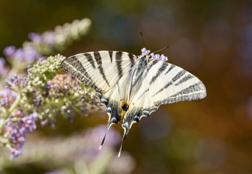 Scarce swallowtail (Iphiclides podalirius)