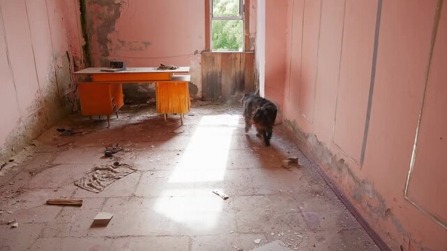 Stray dog walks through derelict building interior with deteriorating pink walls, scattered debris, neglected furniture, sunlight streaming through window.