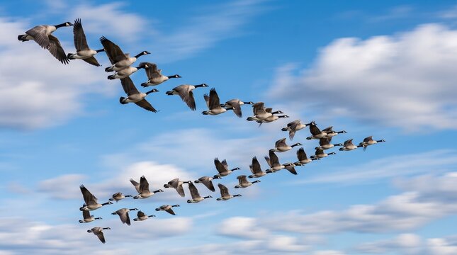 Flock of Canada Geese Flying in V Formation