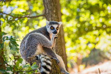 Fototapeta premium Endangered ring-tailed lemur, Lemur catta, in a leafy natural setting, representing Madagascar wildlife, biodiversity, conservation and environmental education.