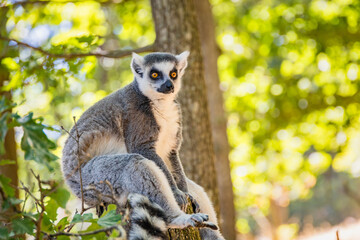 Fototapeta premium Endangered ring-tailed lemur, Lemur catta, in a leafy natural setting, representing Madagascar wildlife, biodiversity, conservation and environmental education.