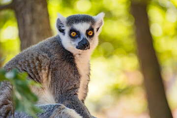 Fototapeta premium Endangered ring-tailed lemur, Lemur catta, in a leafy natural setting, representing Madagascar wildlife, biodiversity, conservation and environmental education.