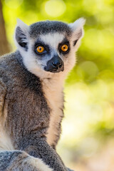 Endangered ring-tailed lemur, Lemur catta, in a leafy natural setting, representing Madagascar wildlife, biodiversity, conservation and environmental education. © FrenchDailyLife