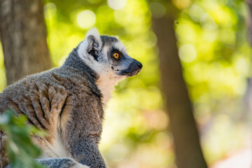 Fototapeta premium Endangered ring-tailed lemur, Lemur catta, in a leafy natural setting, representing Madagascar wildlife, biodiversity, conservation and environmental education.