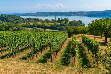 Naklejka premium Weinanbau in Überlingen am Bodensee