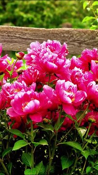 Bright pink peony flowers in full bloom against a rustic wooden fence blooms garden spring floral botanical