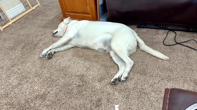 A white Labrador retriever lies deeply asleep on a plush carpet, paws gently twitching as it dreams of playful running. Peaceful, restful canine moments.