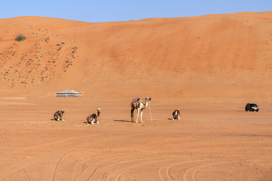 View of camels resting on the sand dunes of the desert with a tent and vehicle in the background in Bidiyah, Ash Sharqiyah North G, Oman.