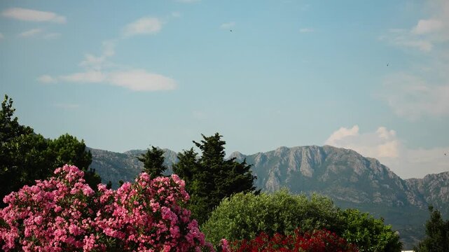 Pink oleander blooms beneath rugged mountains in Montenegro. Mediterranean vegetation and scenic landscape represent summer travel and nature tourism