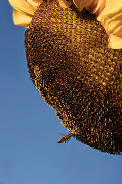 sunflowers with bees flying around in a bright and lively scene against a clear blue sky, close-up from below the flower, nature photography, summer scenes, vibrant yellow petals, brown bee.