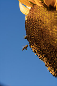 sunflowers with bees flying around in a bright and lively scene against a clear blue sky, close-up from below the flower, nature photography, summer scenes, vibrant yellow petals, brown bee.