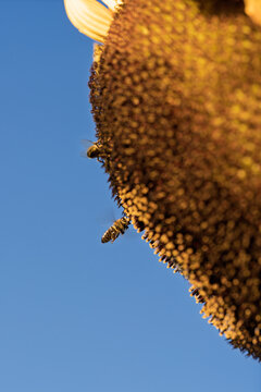 sunflowers with bees flying around in a bright and lively scene against a clear blue sky, close-up from below the flower, nature photography, summer scenes, vibrant yellow petals, brown bee.