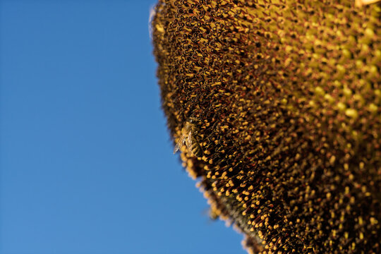 honeycomb bee flying in serene blue sky top-down perspective natural and clean background for editorial and educational resources in nature and wildlife photography.