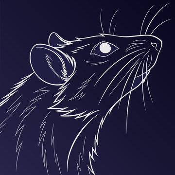 A stylized white line drawing of a rats head and upper body is set against a dark blue background, emphasizing its whiskers and alert eyes