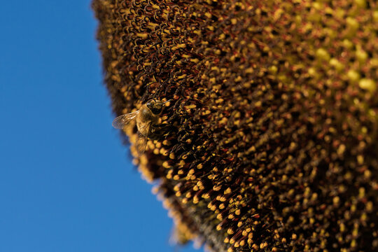 honeycomb bee flying in serene blue sky top-down perspective natural and clean background for editorial and educational resources in nature and wildlife photography.