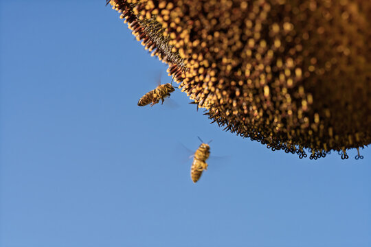 honeycomb bee flying in serene blue sky top-down perspective natural and clean background for editorial and educational resources in nature and wildlife photography.