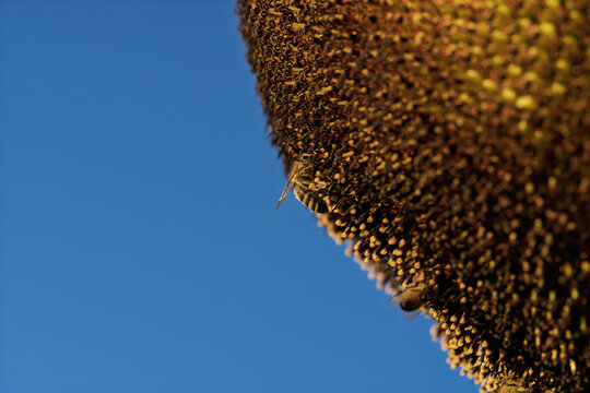 honeycomb bee flying in serene blue sky top-down perspective natural and clean background for editorial and educational resources in nature and wildlife photography.