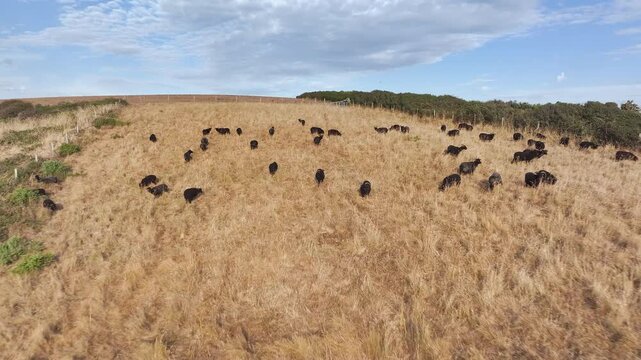 Black Sheep on farm over Devon cliffs from a drone, North Devon and Cornwall Coastpath Border, Devon, England