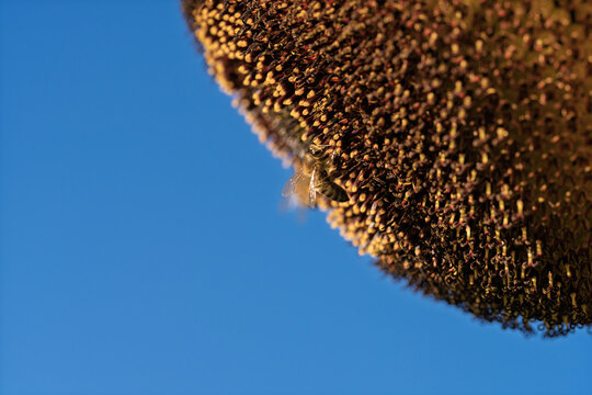 honeycomb bee flying in serene blue sky top-down perspective natural and clean background for editorial and educational resources in nature and wildlife photography.