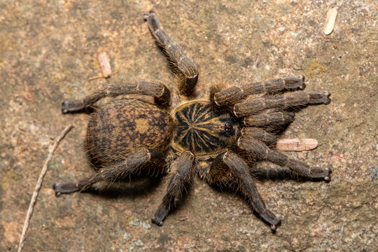 A beautiful Common Trapdoor Baboon Spider (Idiothele nigrofulva) on a rock, from Weenen, KwaZulu-Natal, South Africa