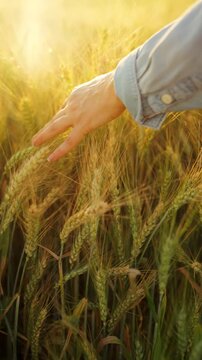 Female hand touches ripe ears of wheat at sunset. Slow motion