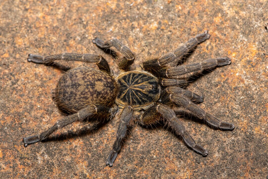 A beautiful Common Trapdoor Baboon Spider (Idiothele nigrofulva) on a rock, from Weenen, KwaZulu-Natal, South Africa