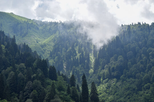 View of lush green forested mountain slopes partially covered by low-hanging clouds in Ardesen, Rize, Turkiye.