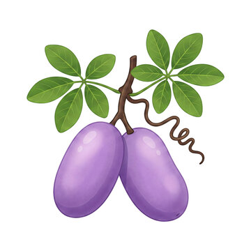 Premium Vector Illustration of Fresh Purple Akebi Fruit Akebia Quinata Pair Isolated on Plain Background