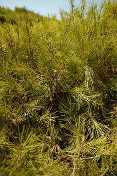 green pine needles