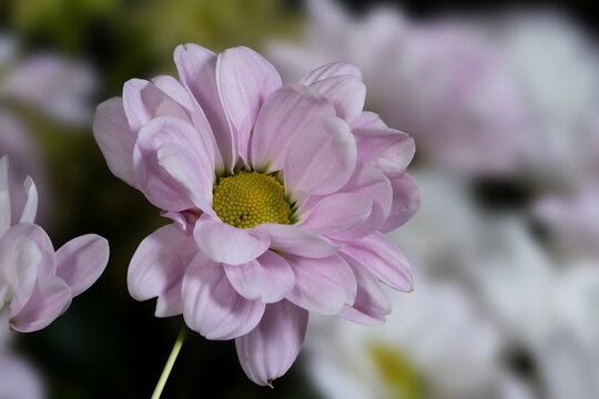 Delicate Pink Chrysanthemum Flower with Soft Blurred Floral Background