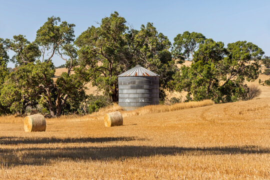 Hay bales in a field with a metal grain silo, Western Australia, Australia