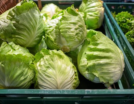 fresh iceberg lettuce heads displayed in market crate healthy vegetable background organic food ingredient for salads nutrition and everyday cooking preparation