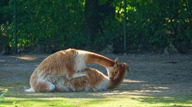 The mating behavior of the Vicunas, Vicugna Vicugna, relatives of the llama which live in the high alpine areas of the Andes